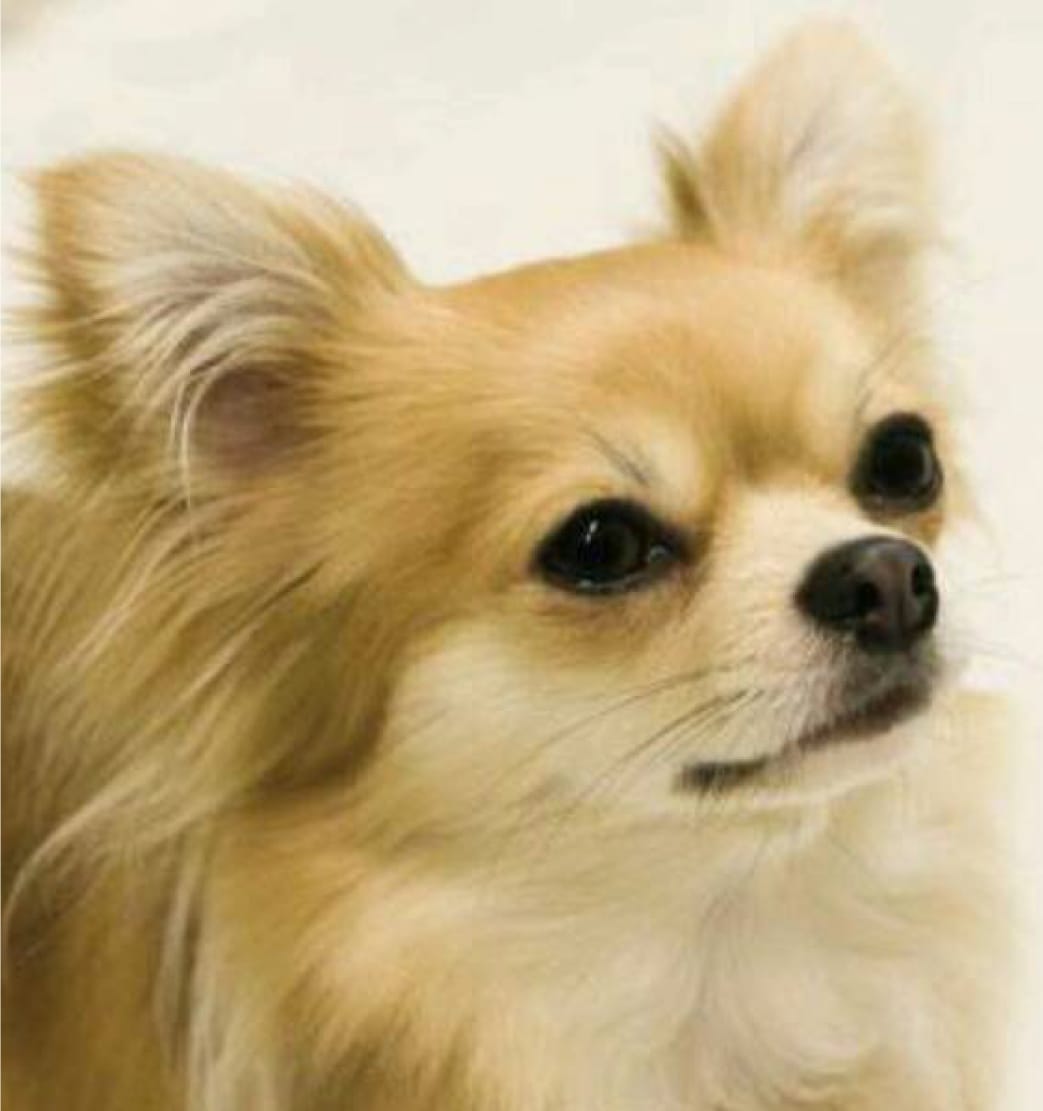 モデル犬