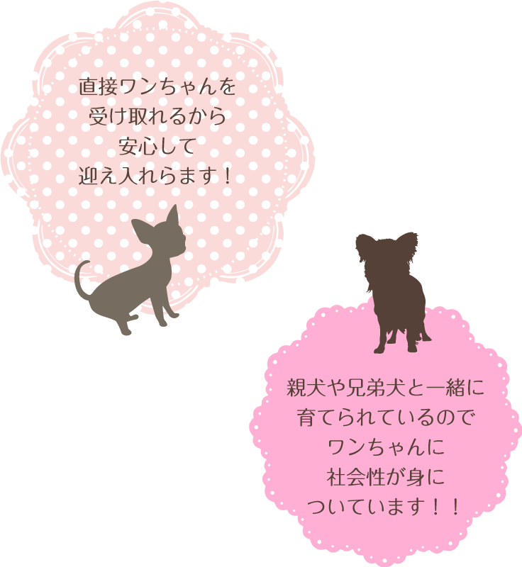 わんこ