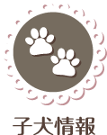 仔犬情報