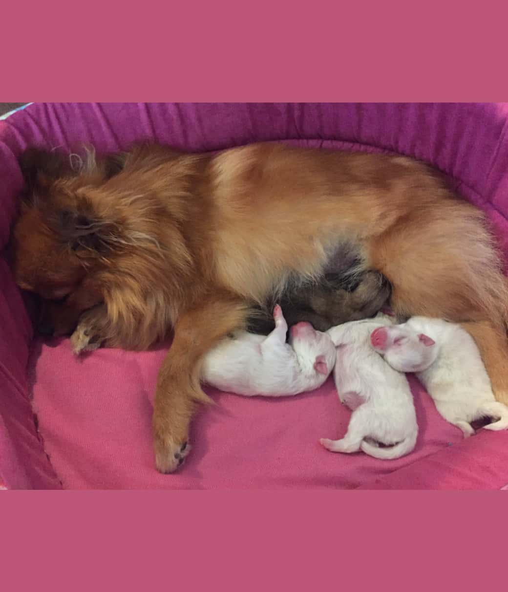 モデル犬