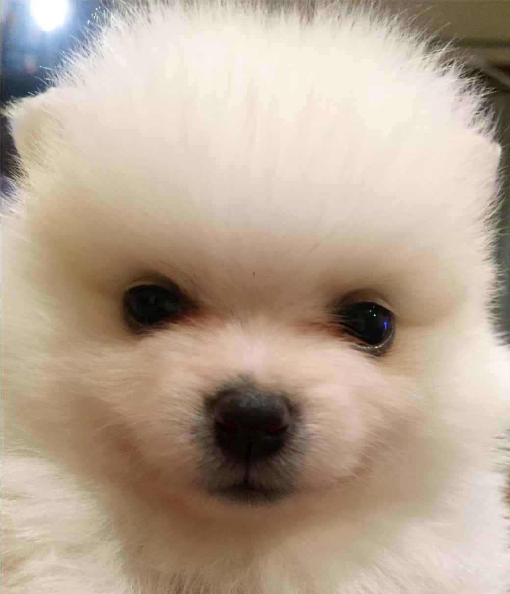 モデル犬