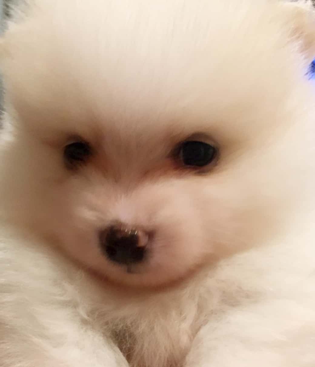 モデル犬