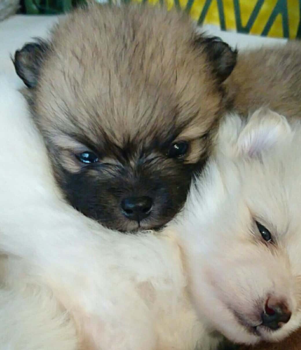 モデル犬