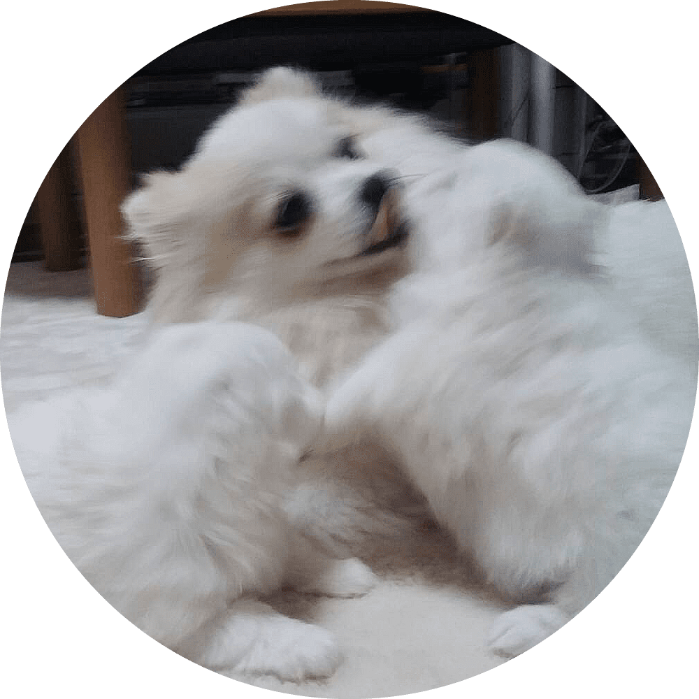 ポメラニアン