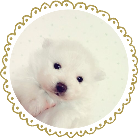 わんこ07
