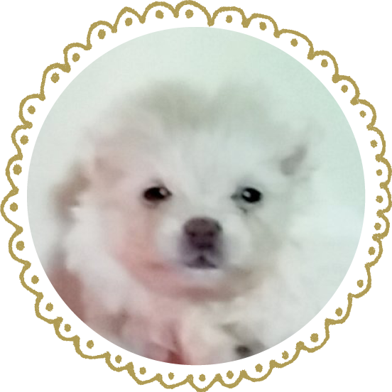 わんこ17